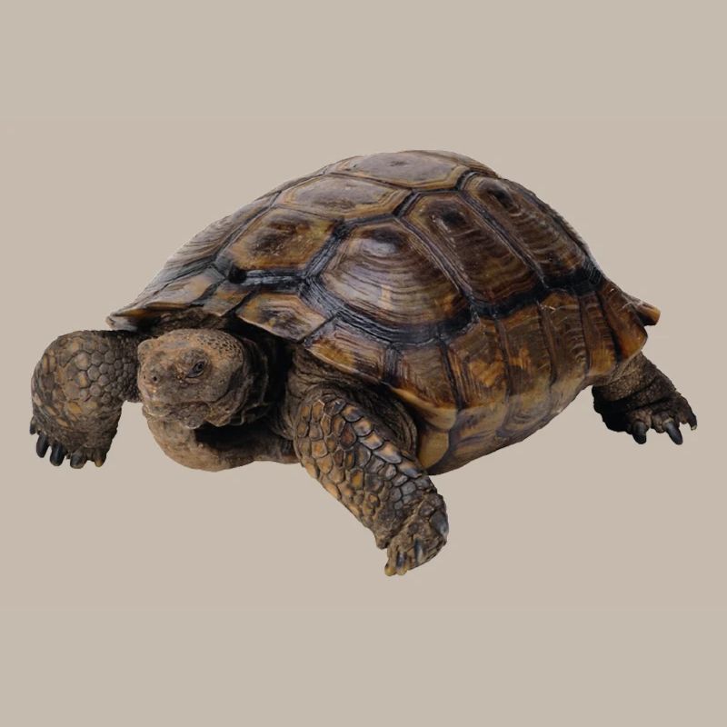 turtle tortoise animals animals8