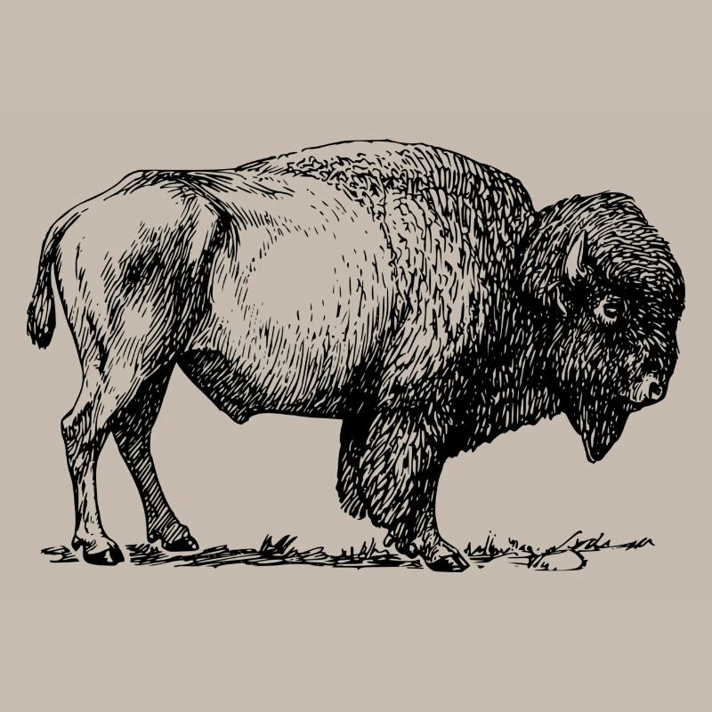 bison