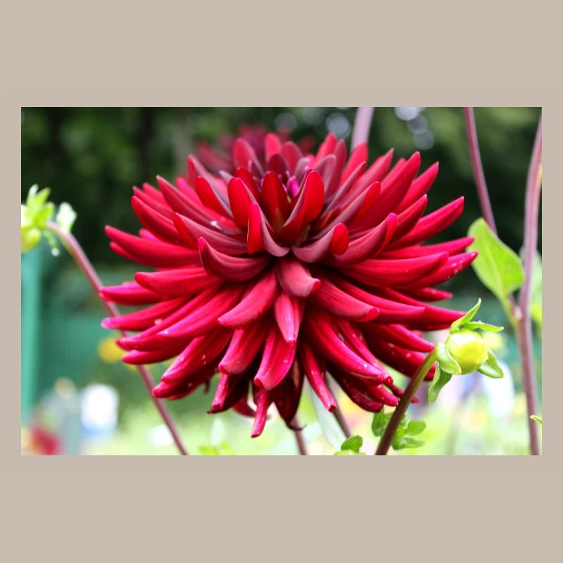 Dahlia Fleur Rouge, Fleur