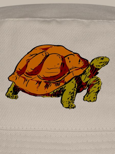 tortue