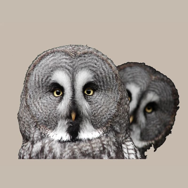 Zwei Eulenköpfe