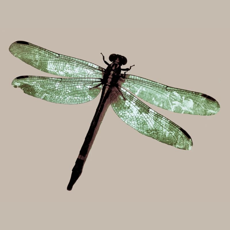 Libelle