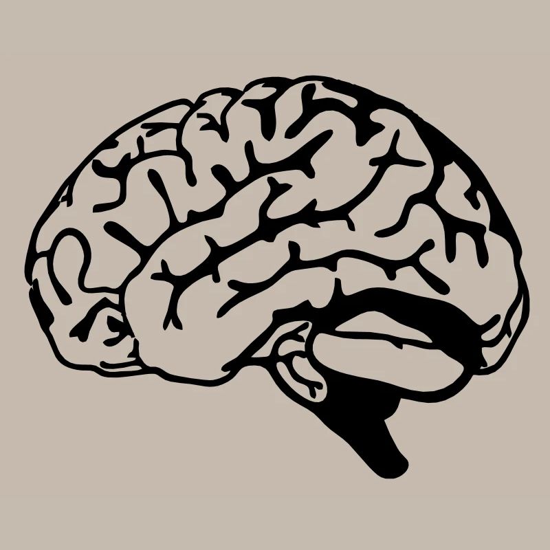 brain