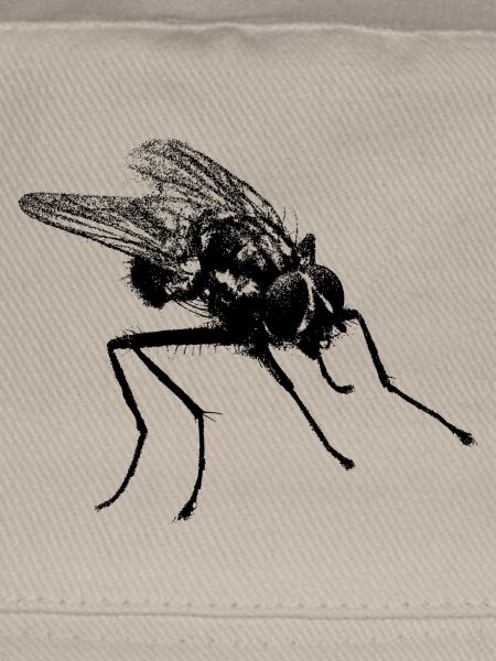 Fliege