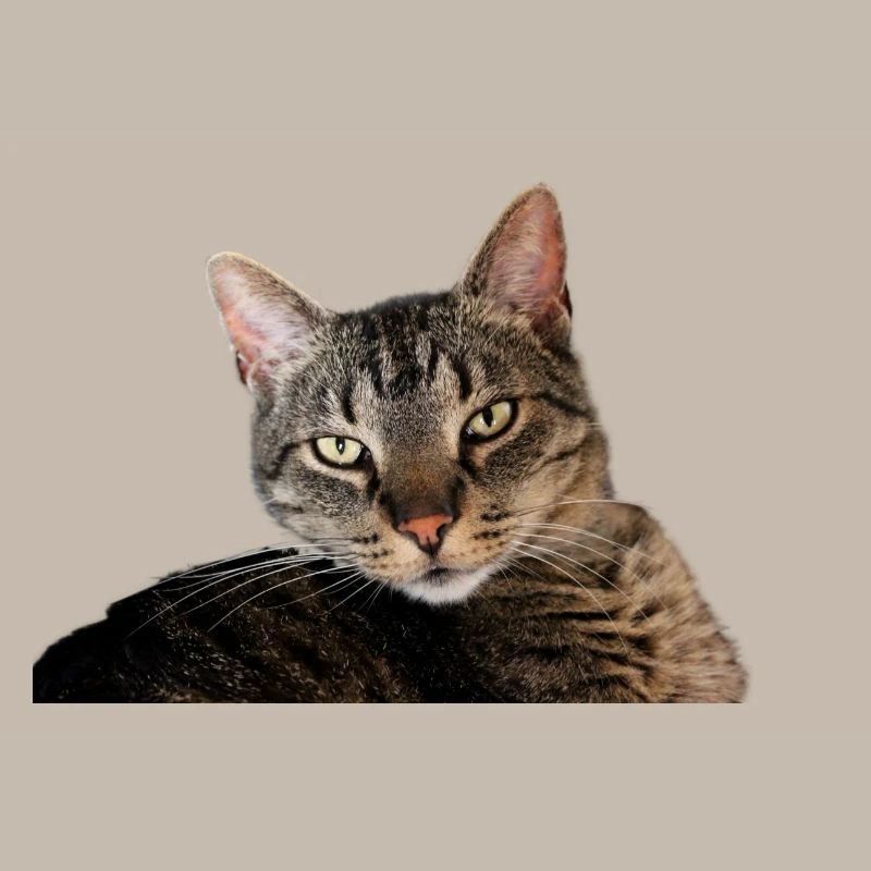 Katze Kätzchen