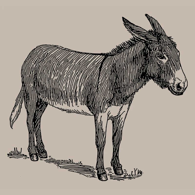 baudet