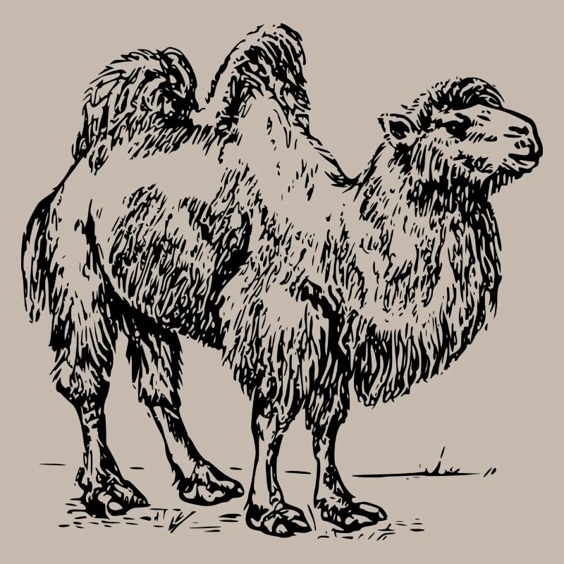 Kamel