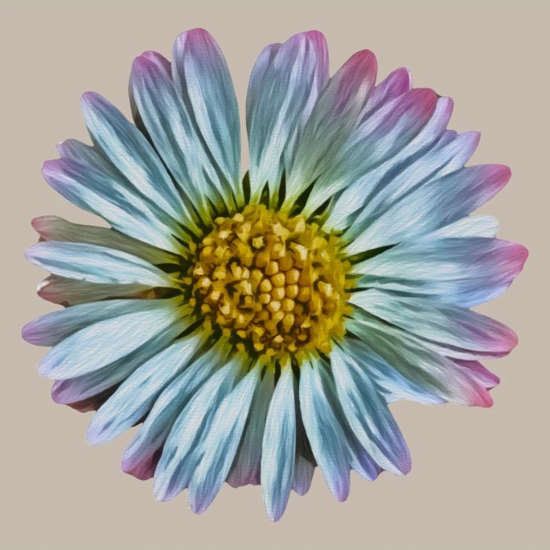 Gänseblümchen