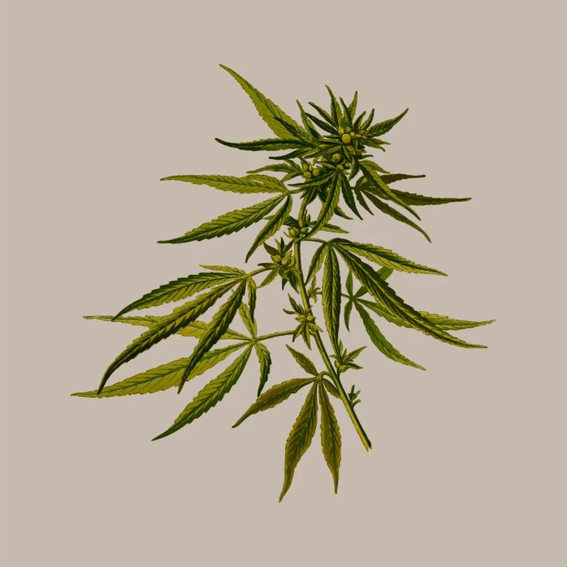 cannabis