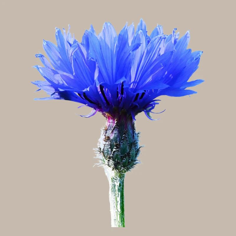 Cornflower