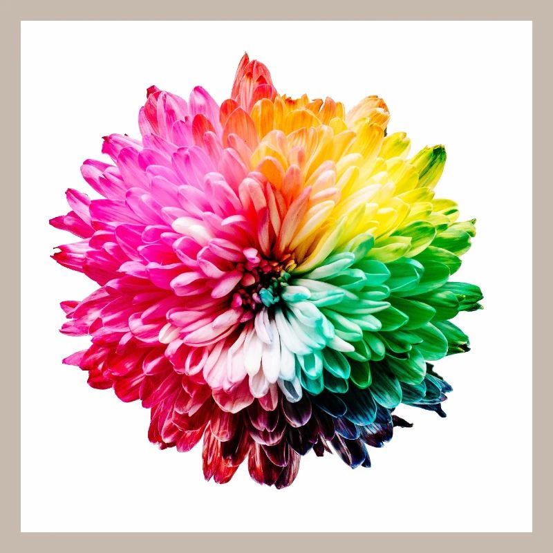 Explosion de la Fleur Arc-en-ciel