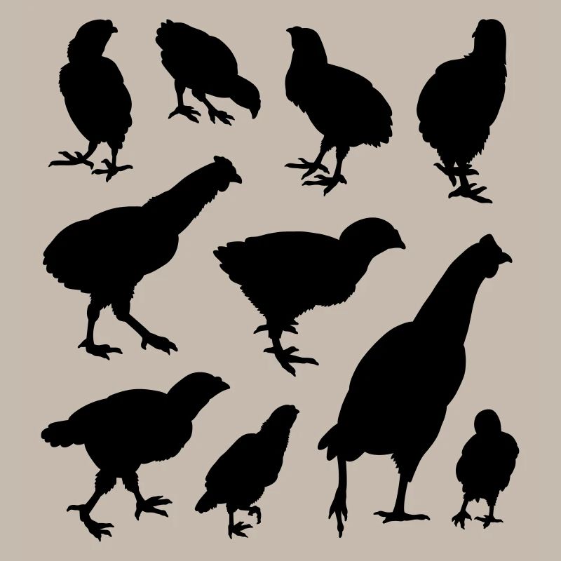 poulets