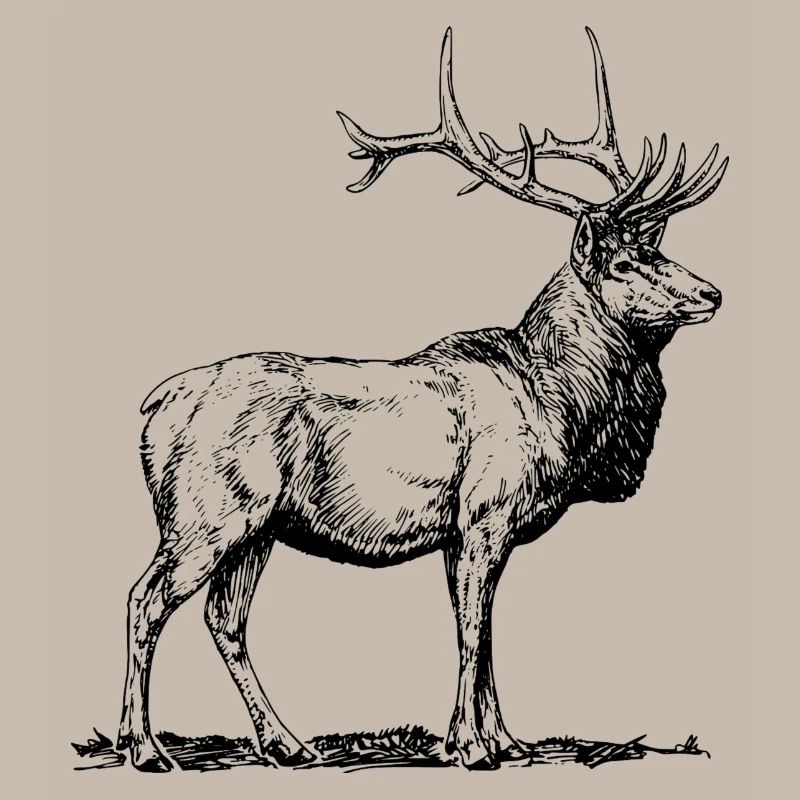 deer
