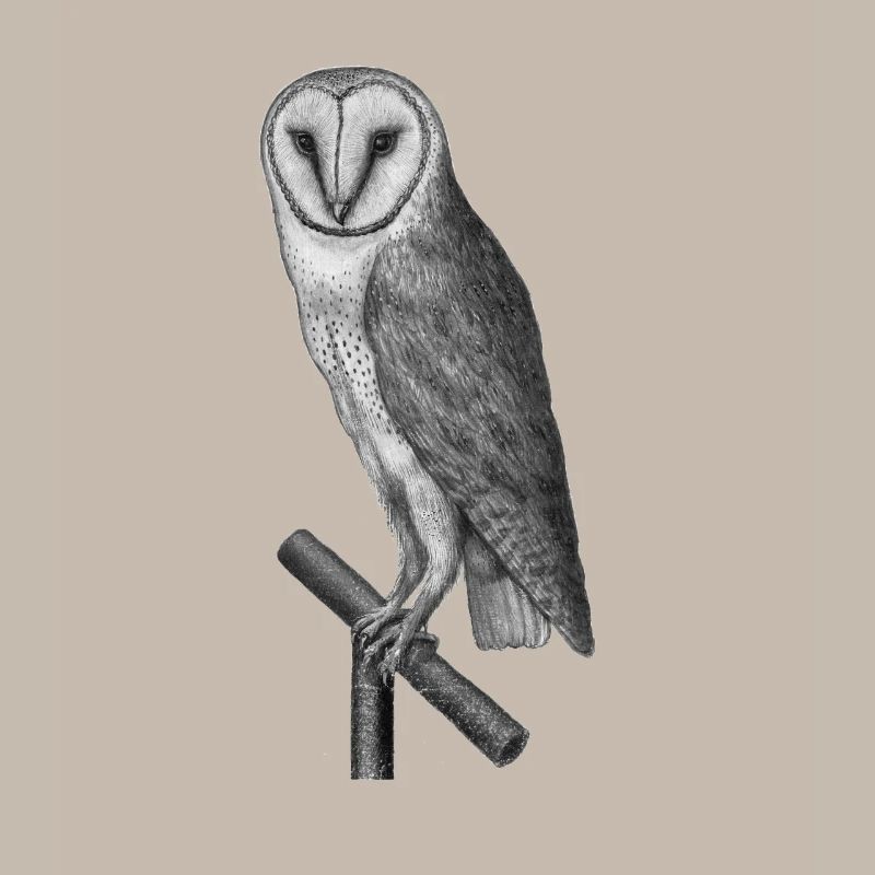 Eule