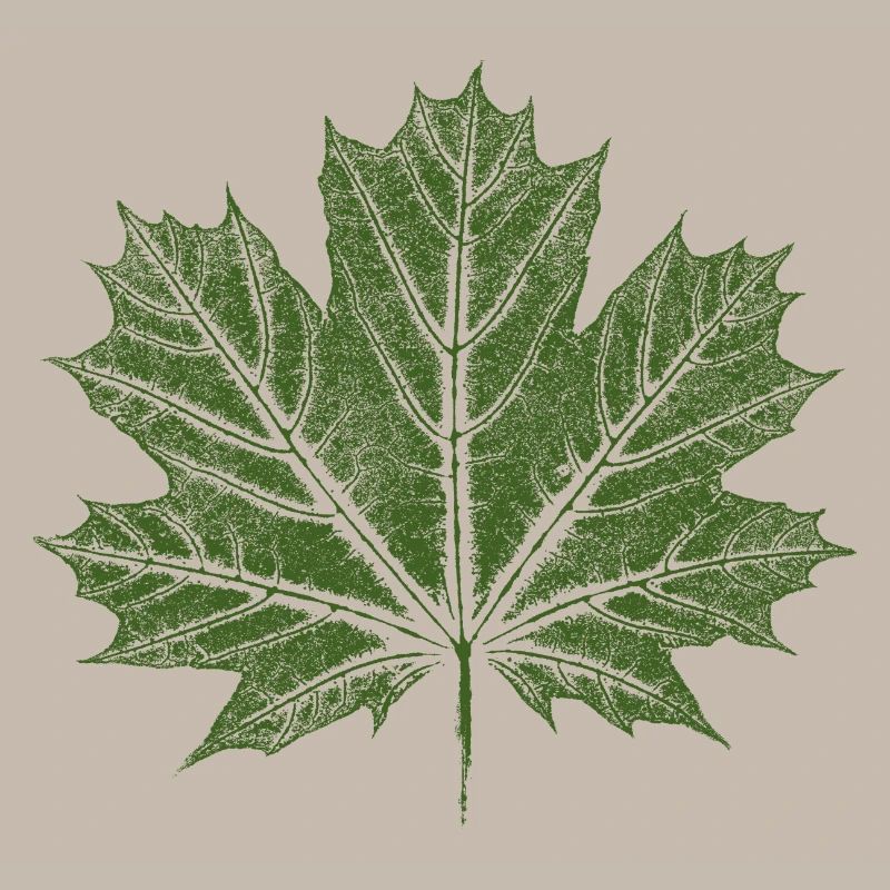 Maple Leaf / Leaf - BOTANICAL Maple