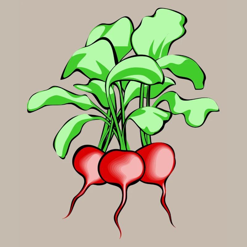 Radieschen. Geschenkidee