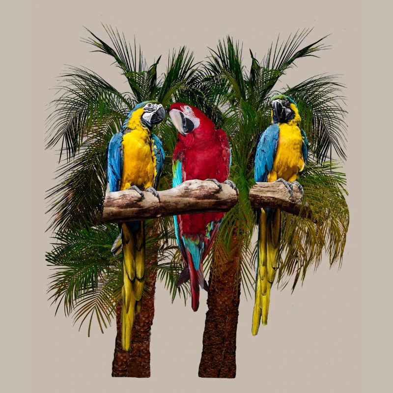 Trois perroquets ara devant des palmiers