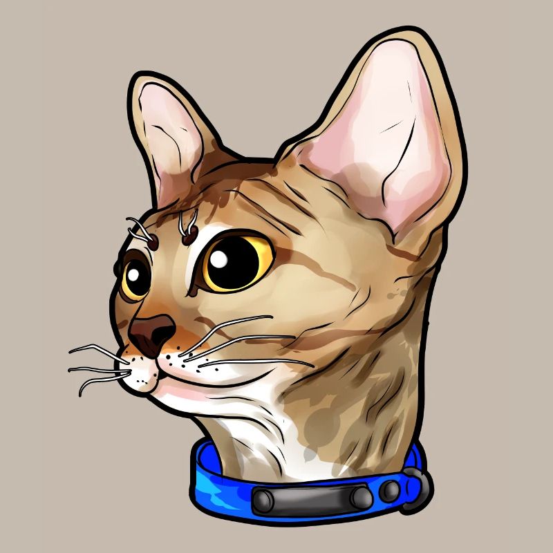 Devon Rex Chat Visage de Chat Amour