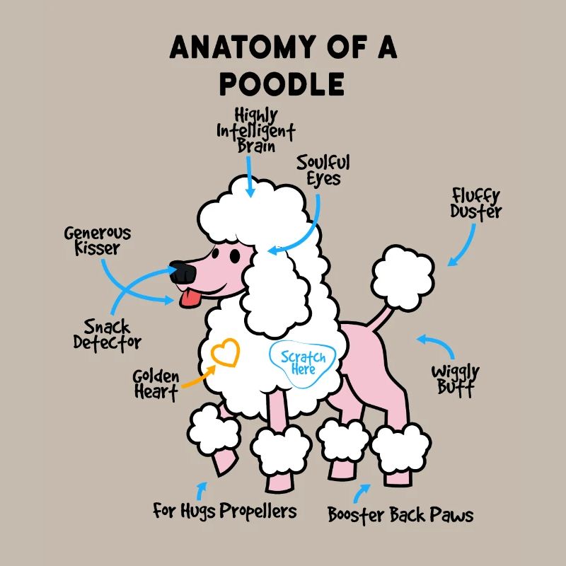 Anatomie Eines Pudel
