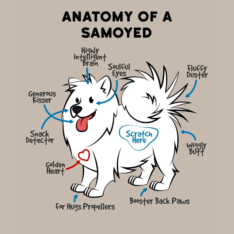 Anatomie Eines Samojede Hund