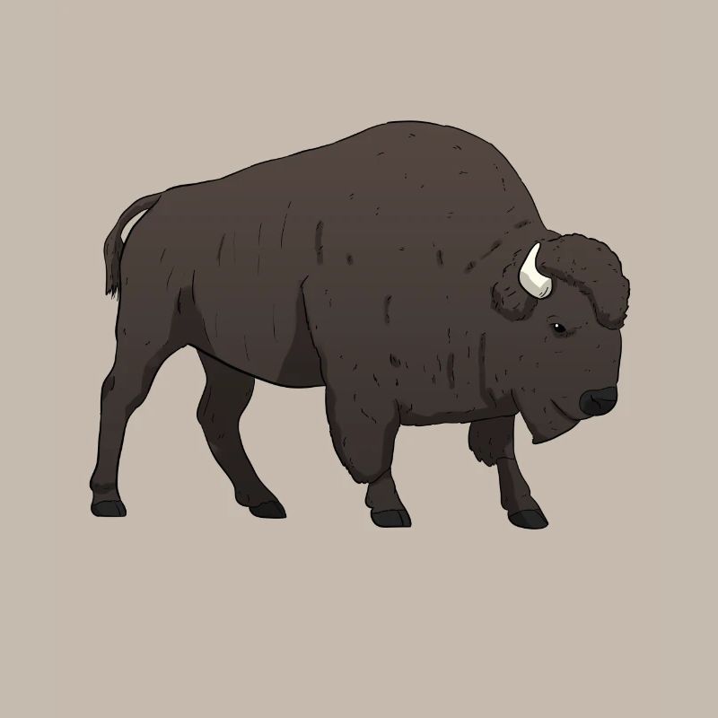 Bison buffalo