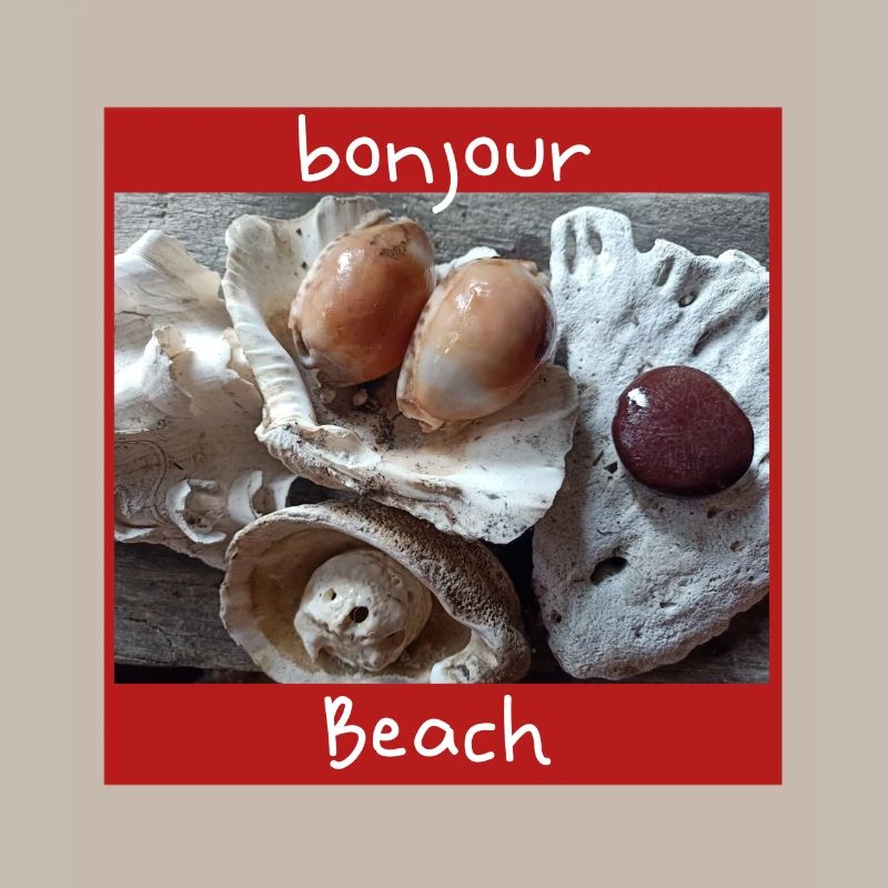 Shells Photo