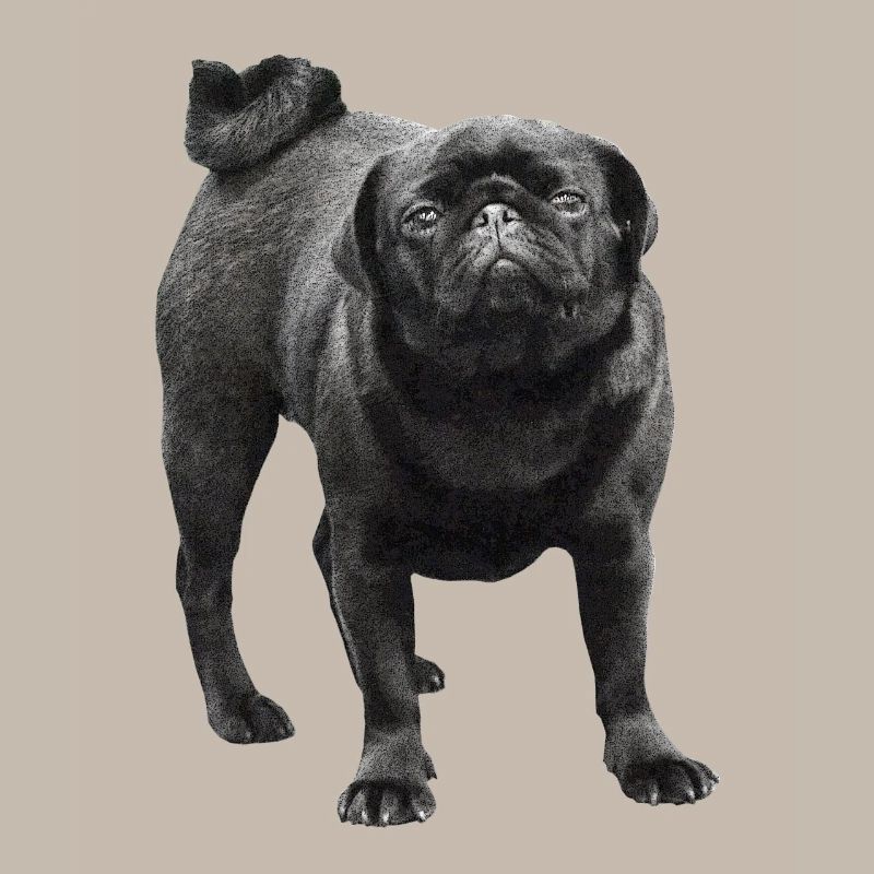 schwarzer Mops