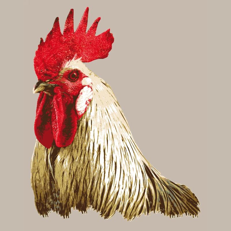 Fans de poulet - Coq - Coq - Poulet fleur - Bio