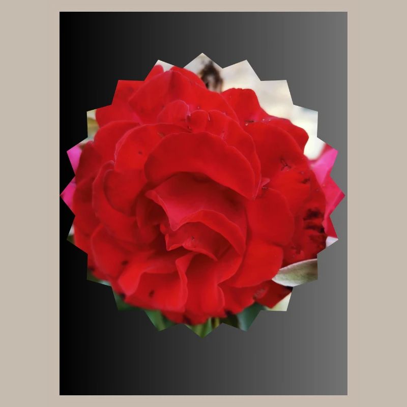 Rose en forme de soleil
