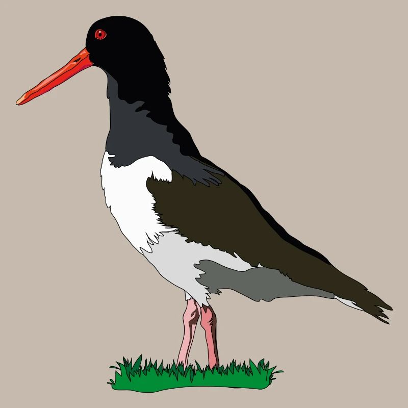 Austernfischer