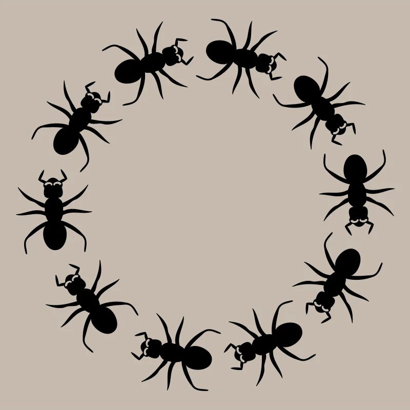 District d'insecte fourmi