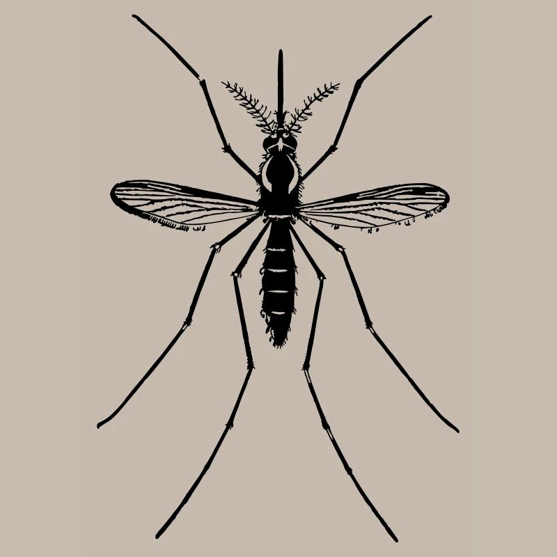 Mosquito mosquito