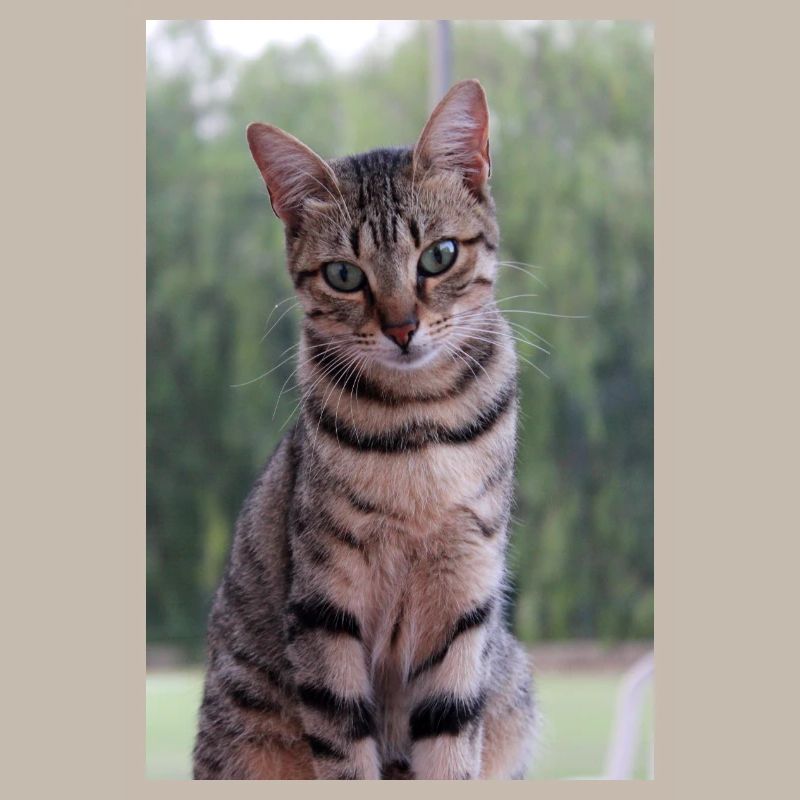Cat Kitten