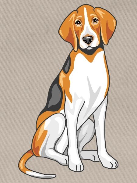 Foxhound assis