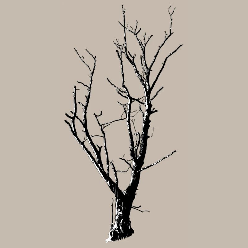 Baum