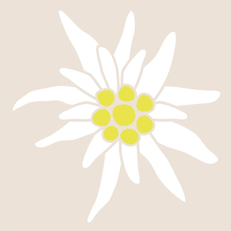 Edelweiss fleur