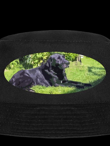 labrador