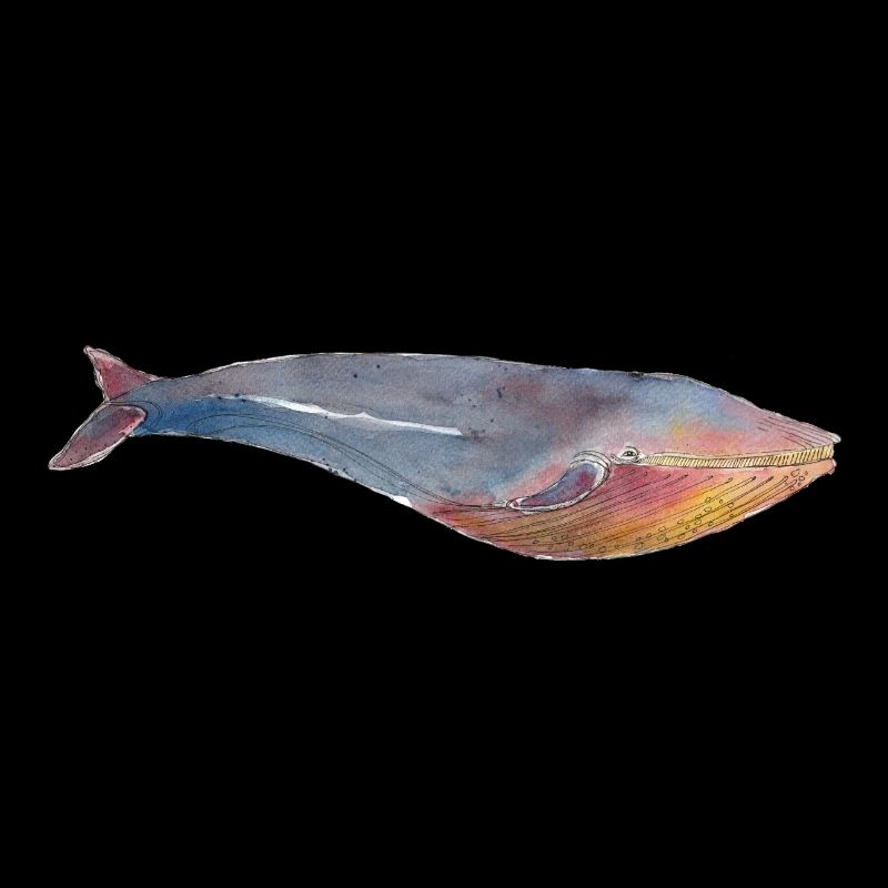 Rorqual bleu rorqual bleu