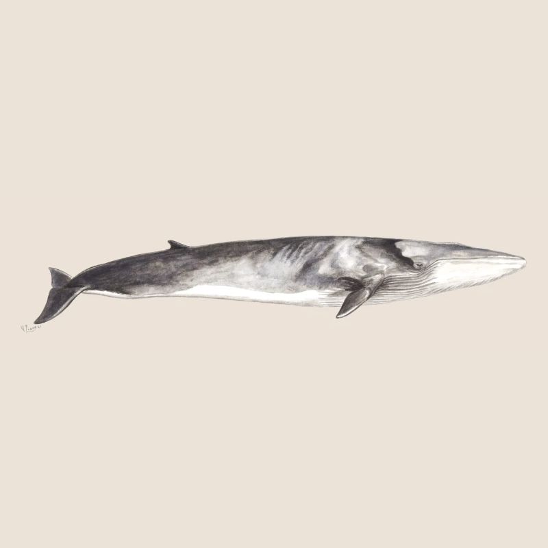 Rorqual commun Balaenoptera physalus