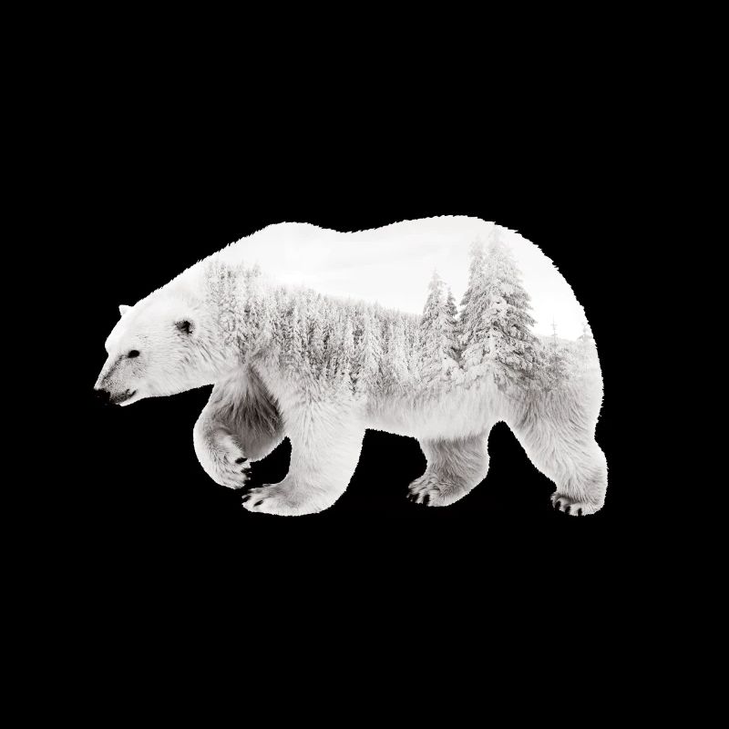 Arktischer Bär