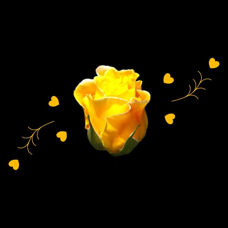 rose jaune rose