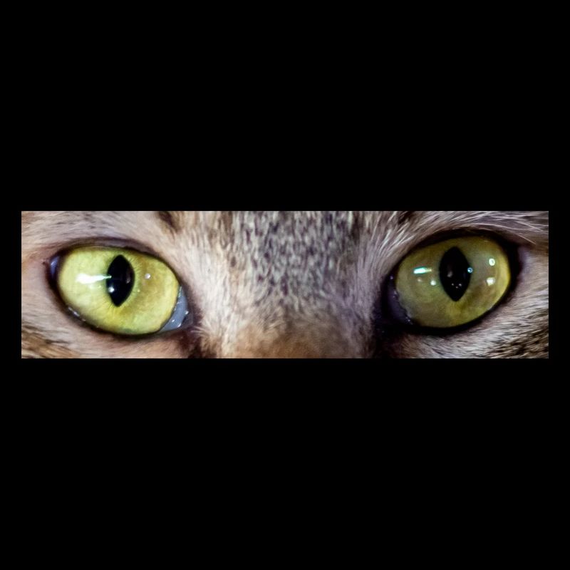 regard de chat