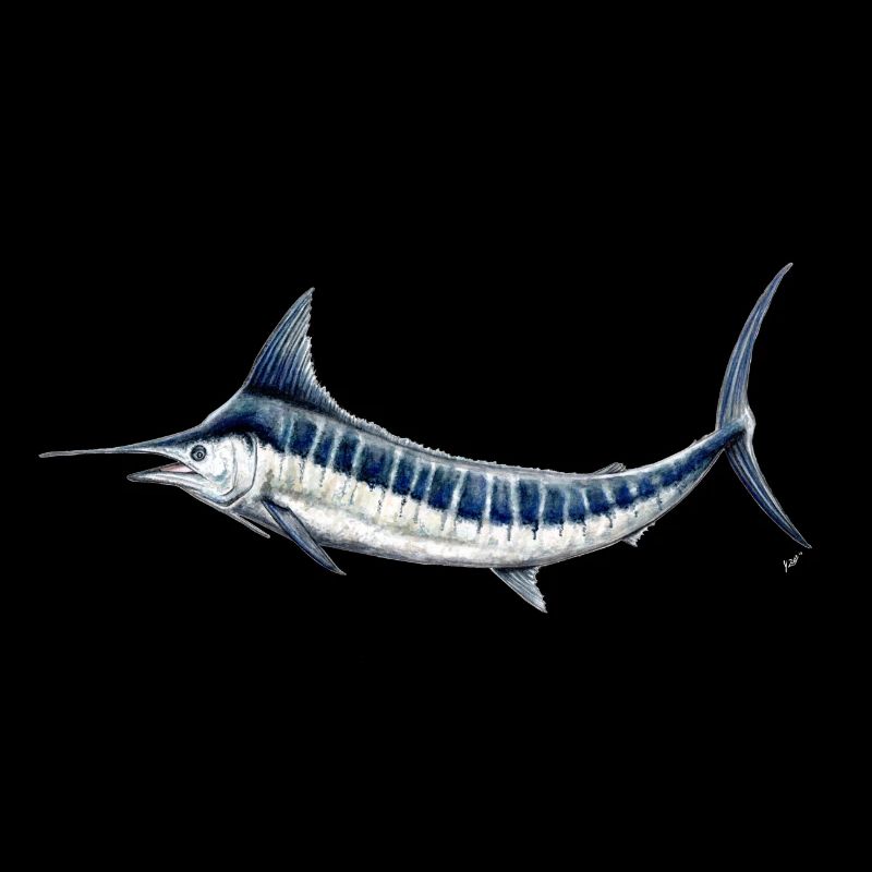 Blue Marlin - Blauer Marlin - Espadon - Fisch