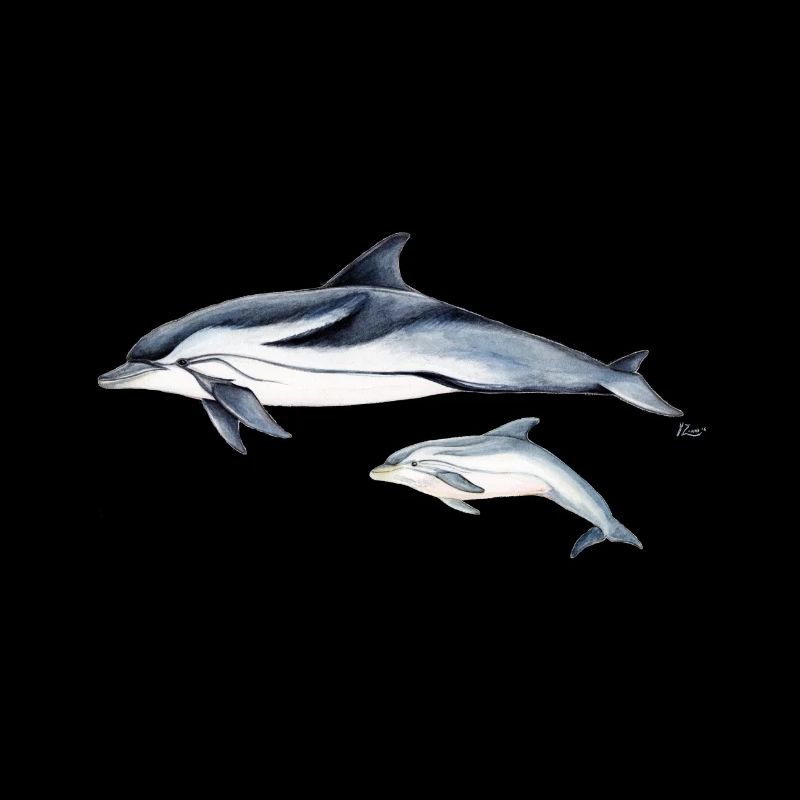 Striped dolphin - Striped dolphin - dauphin