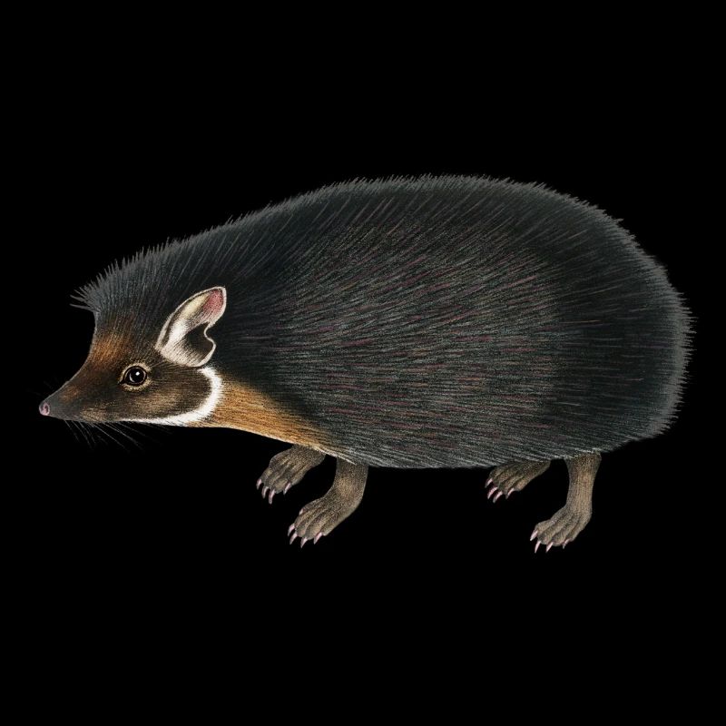 hedgehog