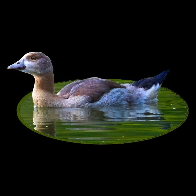 Nilgans Gans Küken