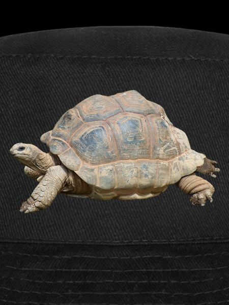 turtle schilkroete