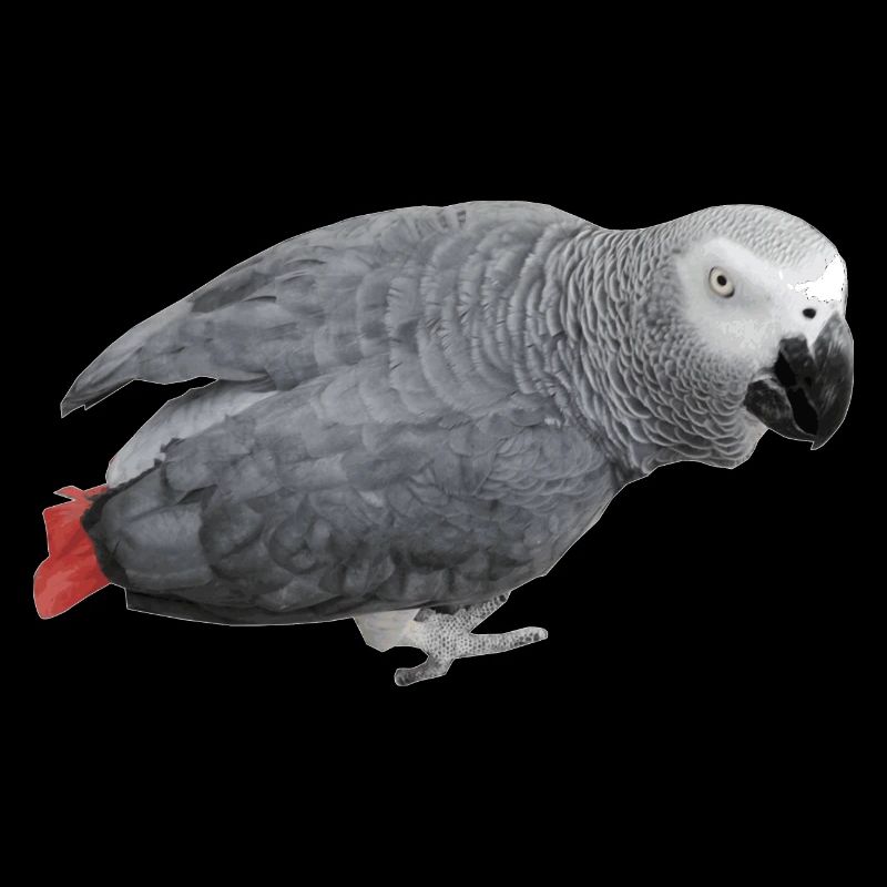 gray bird