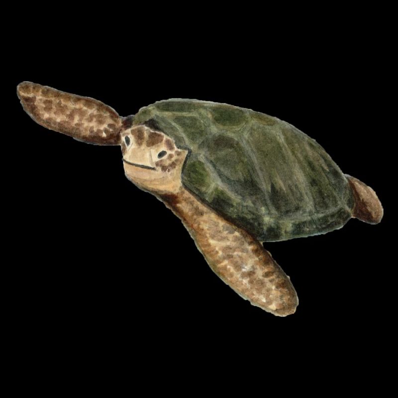 green turtle