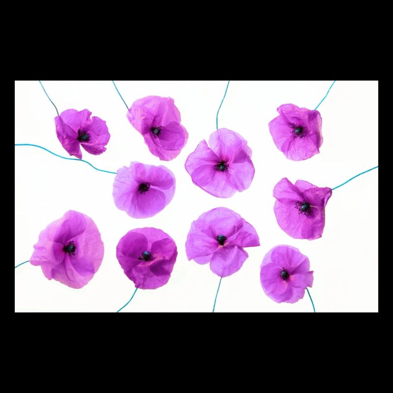 PAVOT Violet